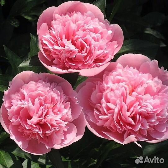 Пион Этчид Сальмон