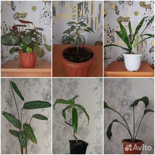 Цветы комнатные