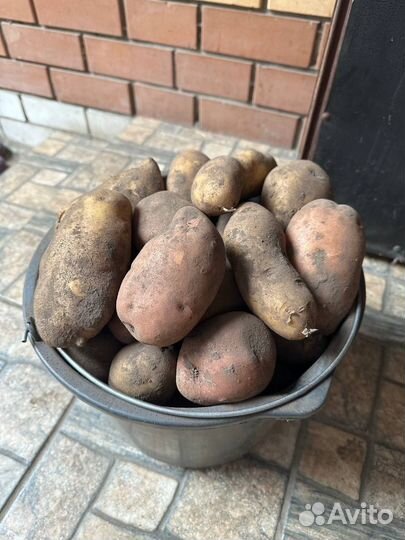 Картофель домашний