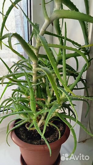 Алоэ древовидное (столетник) лечебный