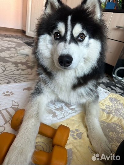 Кабель Помски для вязки