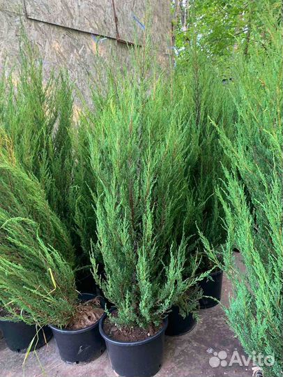 Можжевельник Блю Эрроу С3