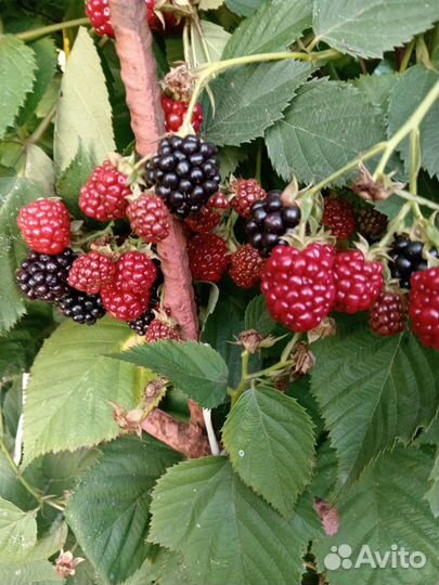 Ежевика бесшипная