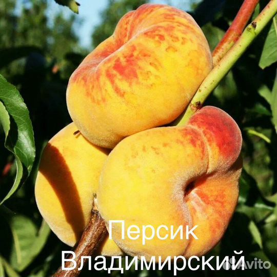 Персик инжирный саженцы