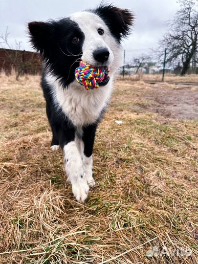 Мяч канатный для собак