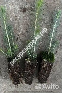 Сеянцы сосны ели зкс окс лиственница кедр голубая