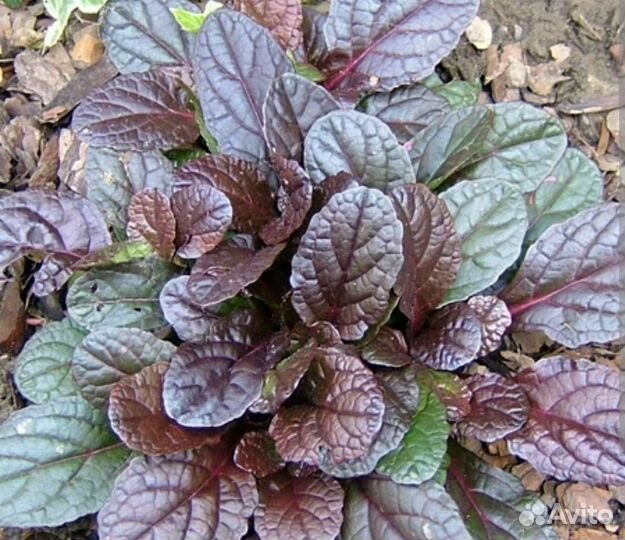 Почвопокровные многолетние растения