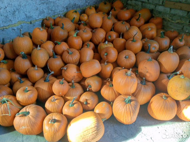 Тыква лесной орех ' Хеллоуин