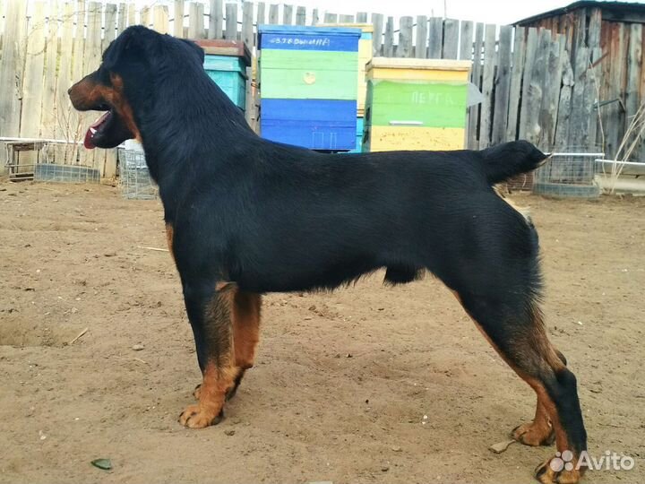 Щенки Ягдтерьера