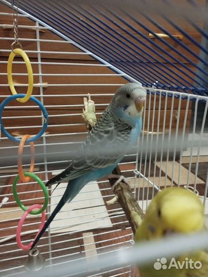 Волнистый попугай самец