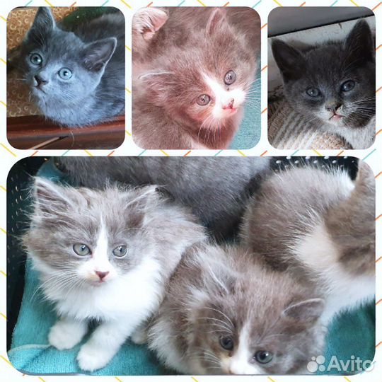 Котята в добрые руки