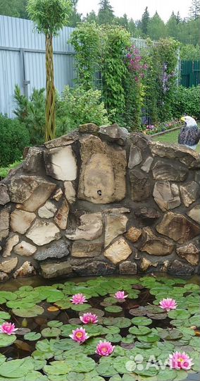 Нимфеи кувшинки