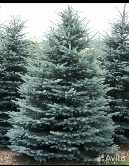 Голубая красавица Глаука Мисти Блю