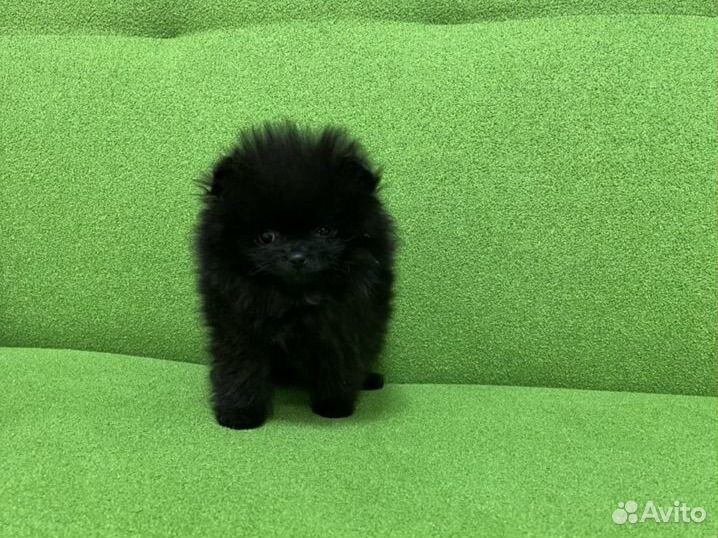 Черный померанский шпиц уголек