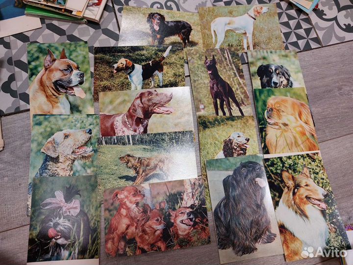 Открытки советские СССР чистые 1968-68 (собаки)