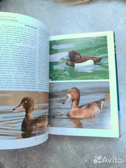 Атлас определитель Птицы европейской части России