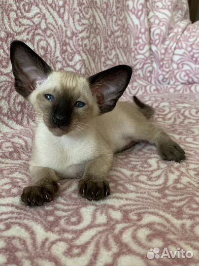 Ориентальные котята