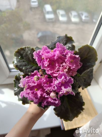 Сортовые фиалки