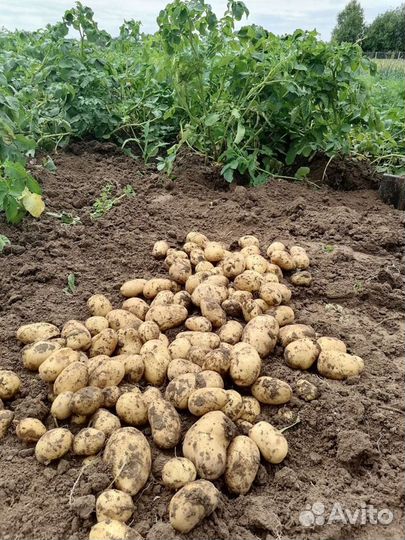 Картофель на еду