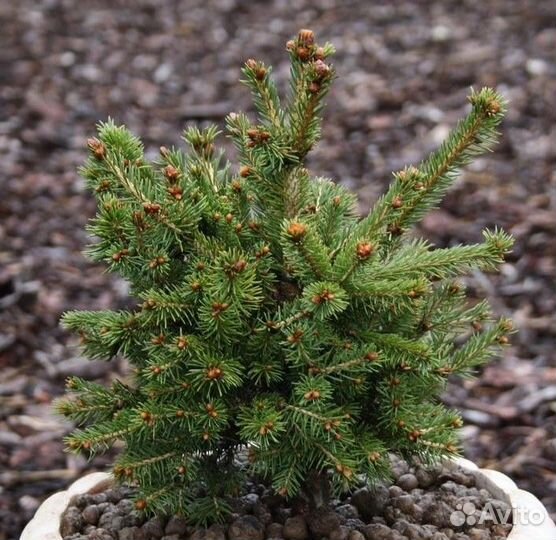 Ель обыкновенная 