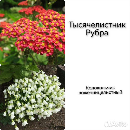 Саженцы многолетних цветов