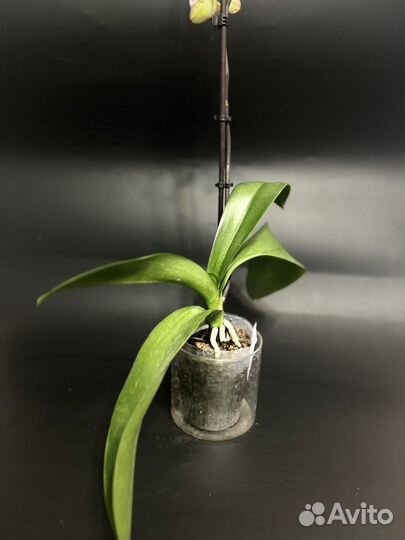 Орхидея фаленопсис бабочка Champion Lightning
