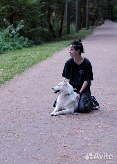 Кинолог, дрессировка собак