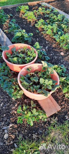 Рассада клубники