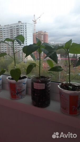 Рассада сладкого перца