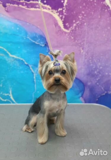 Йоркширский терьер