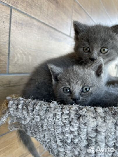 Котята красивые, умные)