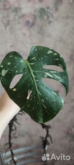 Монстра. Филодендрон
