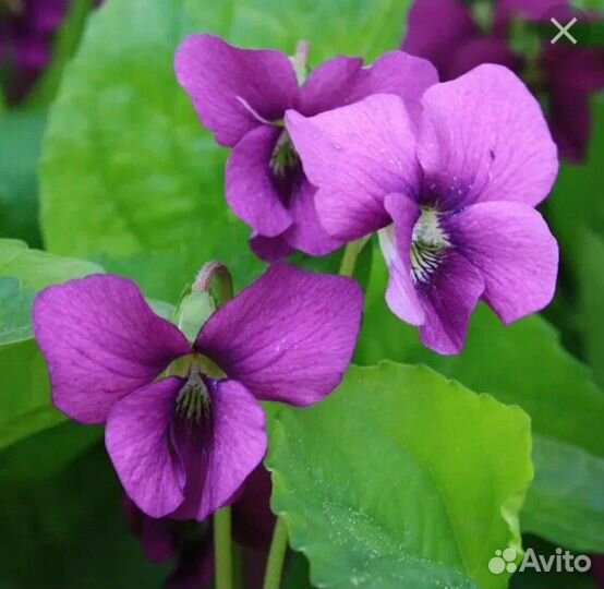 Виола садовая многолетняя розовая. Саженцы