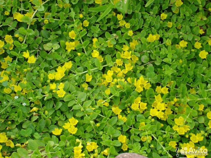 Вербейник монетчатый