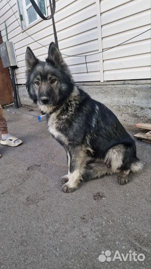 Овчарка в добрые руки