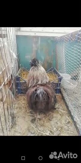 Китайская шелковая курица,цыплята. Петух с курицей
