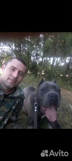 Дрессировка собак, фигурант