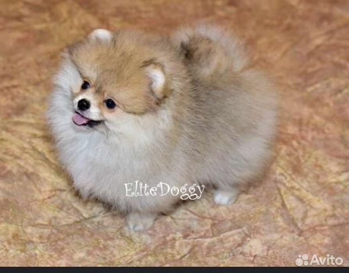 Щенки померанского шпица медвежьего типа