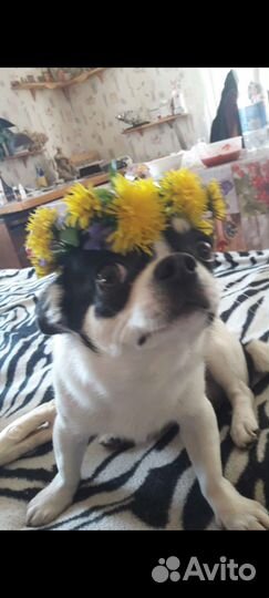 Вязка Чихуахуа