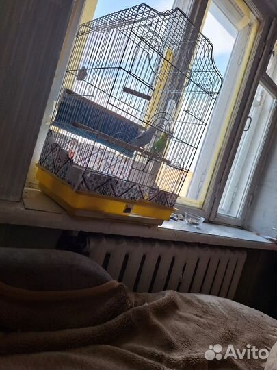 Волнистый попугай