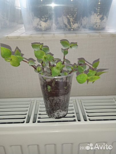 Каллизия и Традесканция