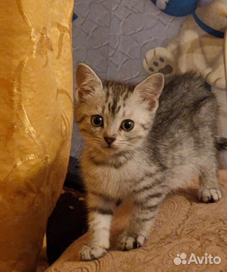 Котенок девочка в добрые руки