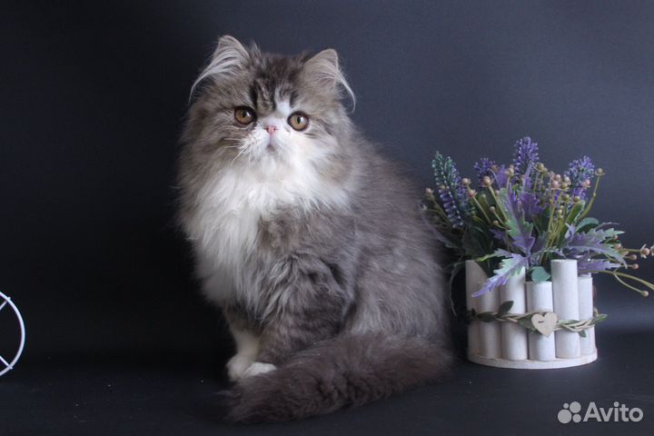 Персидский котик-енотик