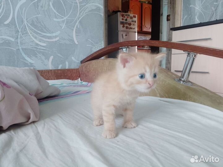 Отдам котят