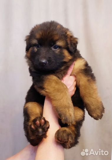 Щенки немецкой овчарки