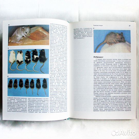 Генетика, наследственность, морфогенез