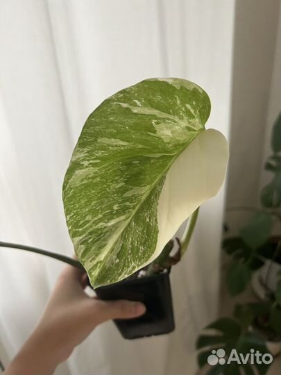 Монстера альба