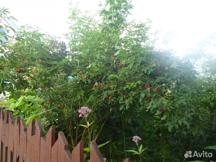 Саженцы шиповникова дерева и другие кустарники