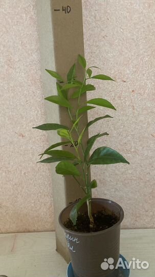 Мандарин Михал