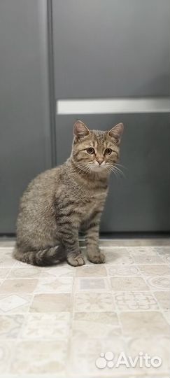 Ищем дом кошечке подростку. Подбросили во двор